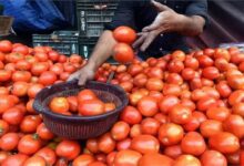 Govt: Cheap tomatoes in Delhi-NCR, know how to get them