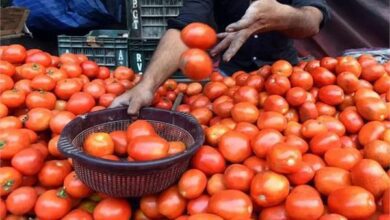 Govt: Cheap tomatoes in Delhi-NCR, know how to get them