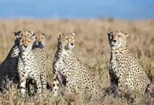 Namibia or Africa: cheetah to India from Which country?