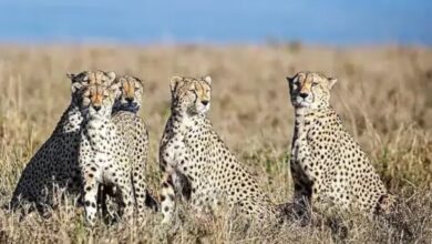 Namibia or Africa: cheetah to India from Which country?