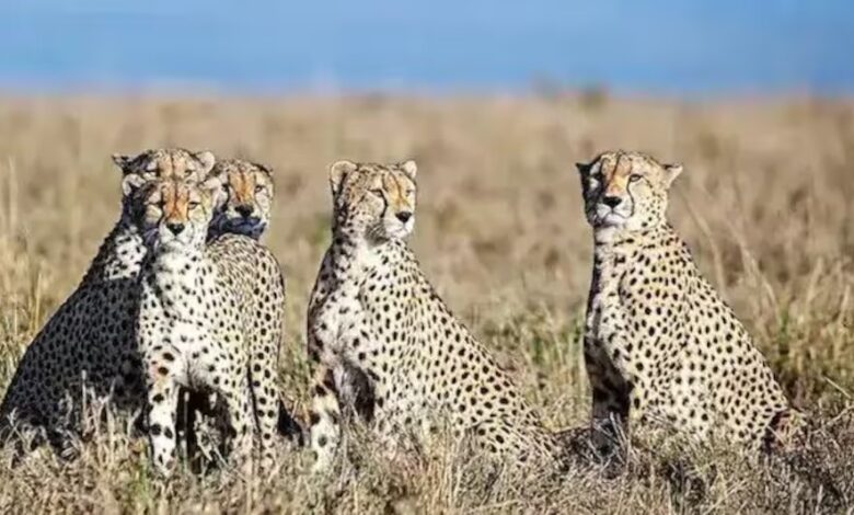 Namibia or Africa: cheetah to India from Which country?