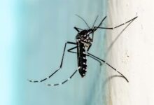 Triple E Mosquito Virus