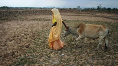 Cow Mother Of The State